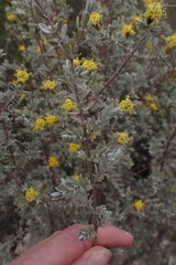 Pteronia glauca
