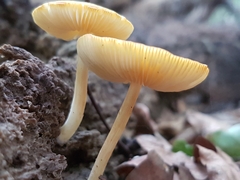 Pluteus leoninus