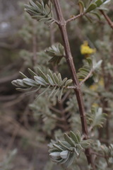 Pteronia glauca