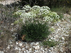 Laserpitium gallicum