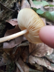 Pluteus leoninus