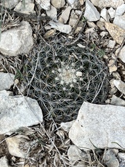 Mammillaria heyderi