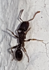 Tetramorium caespitum