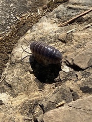 Armadillidium argolicum