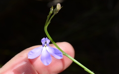 Lobelia linearis