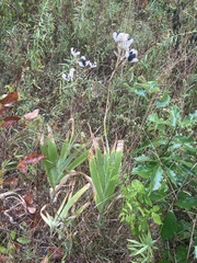 Iris domestica