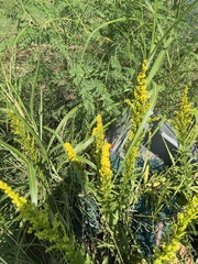 Solidago mexicana