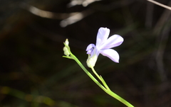 Lobelia linearis