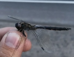 Somatochlora flavomaculata