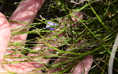 Lobelia linearis