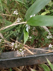Lysimachia candida