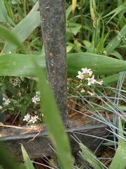 Lysimachia candida