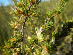 Cliffortia teretifolia