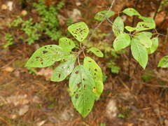 Bucculatrix frangutella