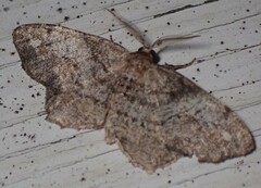 Hypagyrtis