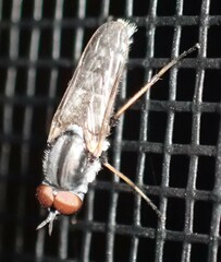 Ozodiceromyia