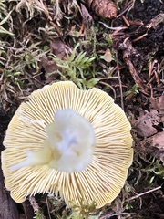 Tricholoma subsejunctum