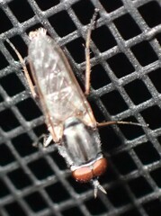 Ozodiceromyia