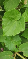 Mikania cordifolia