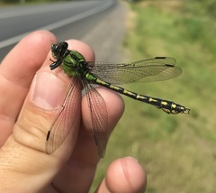 Ophiogomphus cecilia