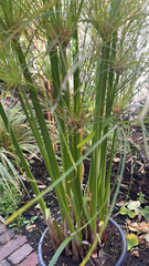 Cyperus papyrus