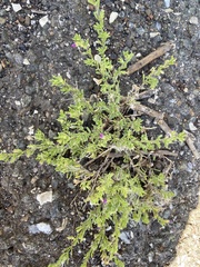 Calibrachoa parviflora