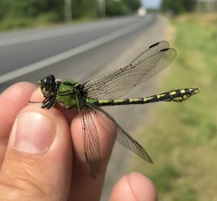 Ophiogomphus cecilia