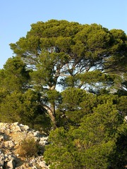 Pinus halepensis