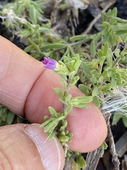 Calibrachoa parviflora