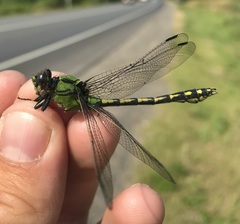 Ophiogomphus cecilia