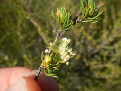Cliffortia teretifolia