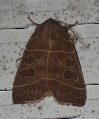 Ipimorpha pleonectusa