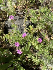 Calibrachoa parviflora