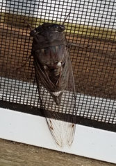 Megatibicen resonans