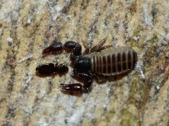 Chernetidae