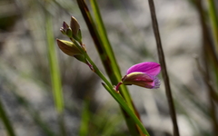 Polygala garcinii