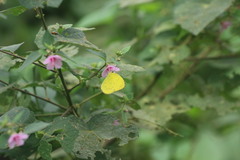 Eurema hecabe