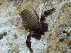 Chernetidae