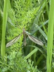 Tipula vernalis