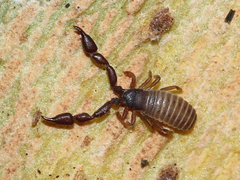 Chernetidae
