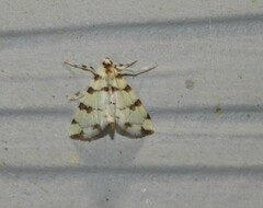 Conchylodes octonalis