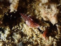 Raphitomidae