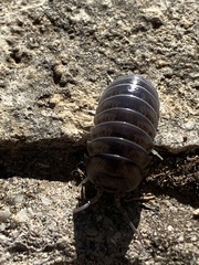 Armadillidium argolicum