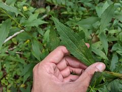 Coleosporium