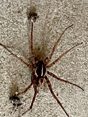 Tigrosa georgicola