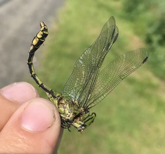 Ophiogomphus cecilia