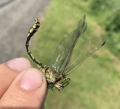 Ophiogomphus cecilia