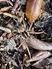Tigrosa georgicola