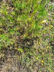 Potentilla thuringiaca