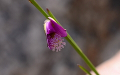 Polygala garcinii
